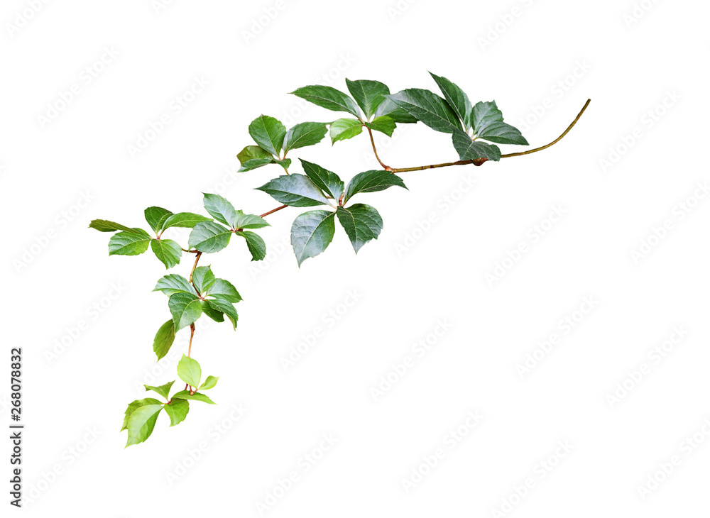 Parthenocissus twig with green leaves Parthenocissus twig with green leaves