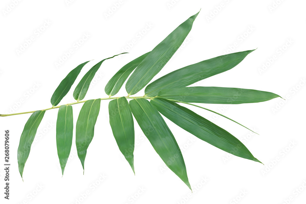 Bamboo Branch with Green Leaves Isolated on White Background Bamboo Branch with Green Leaves Isolated on White Background