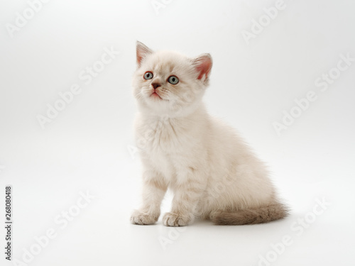 little funny kittens on a white background