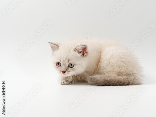 little funny kittens on a white background © makam1969