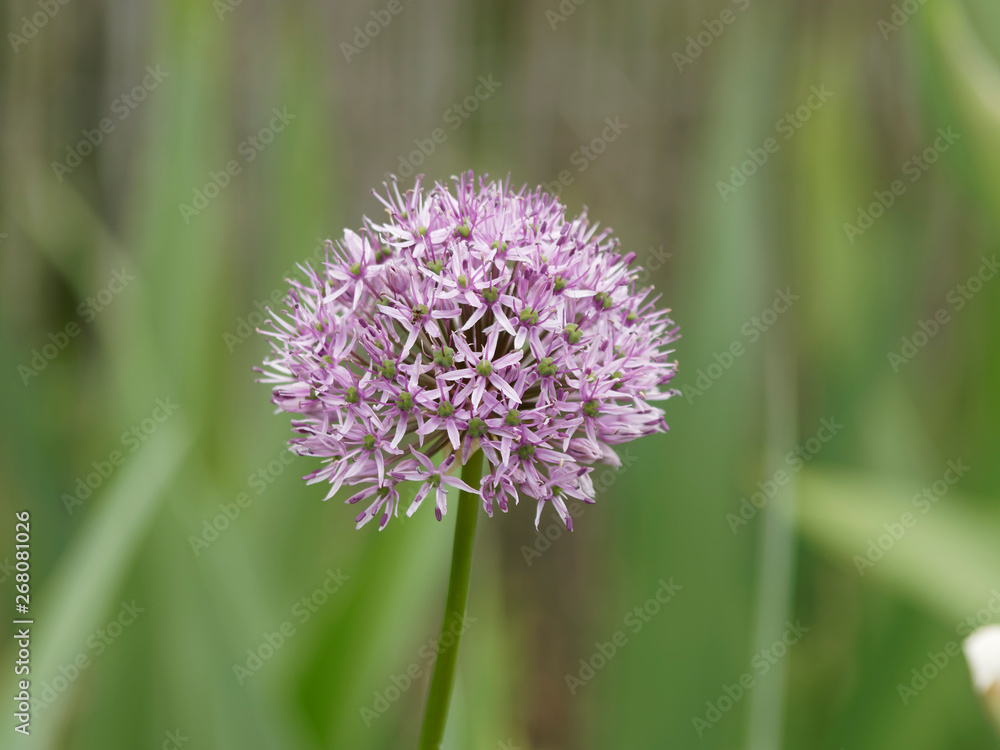 Allium atropurpureum - Gros plan ail d'ornement des jardins aux fleurs violettes ou pourpres en ombelle Allium atropurpureum - Gros plan ail d'ornement des jardins aux fleurs violettes ou pourpres en ombelle