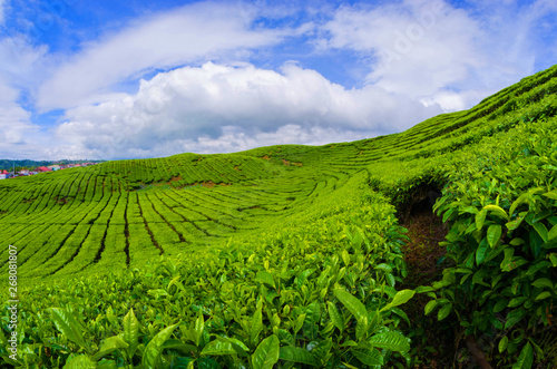 Tea Plantation Kayuaro Kerinci Indonesian photo