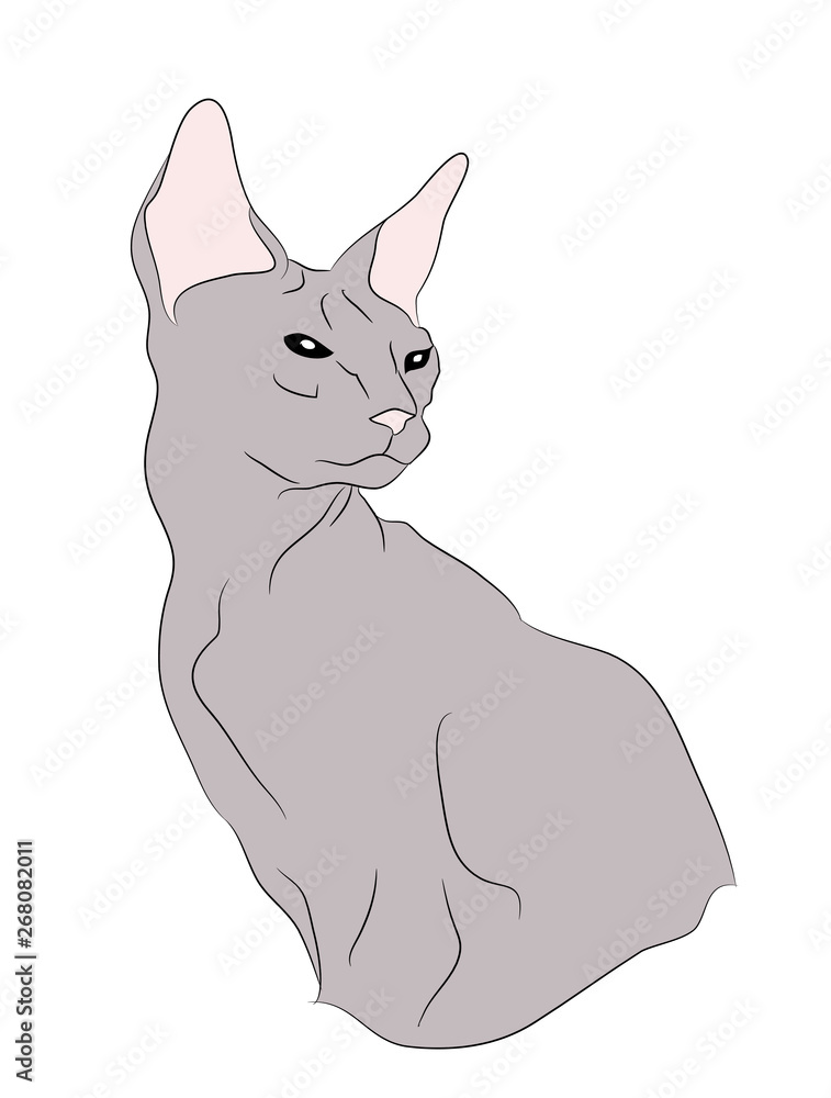 Obraz premium cat portrait, vector, white background