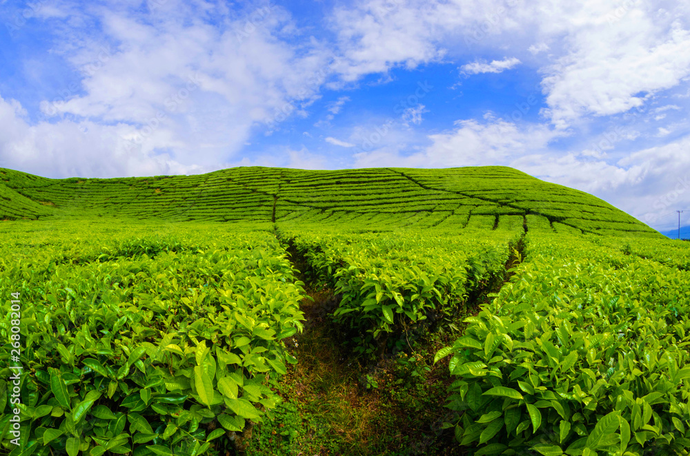 Tea Plantation Kayuaro Kerinci Indonesian Tea Plantation Kayuaro Kerinci Indonesian