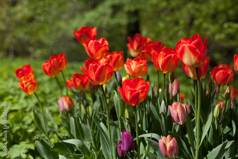 Spring tulips in the park