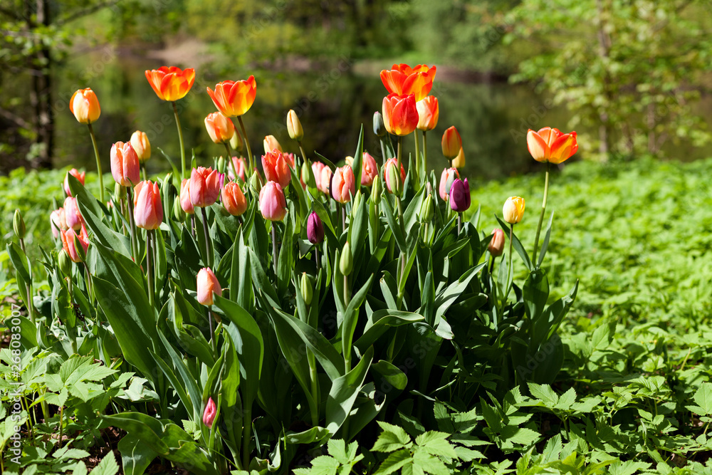 Spring tulips in the park Spring tulips in the park