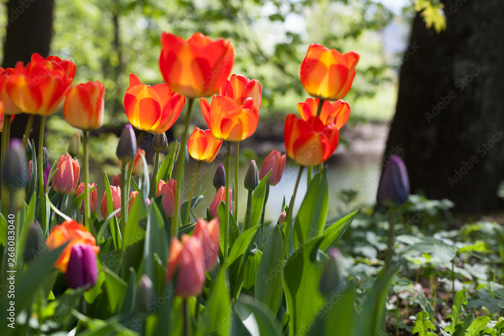 Fototapeta premium Spring tulips in the park