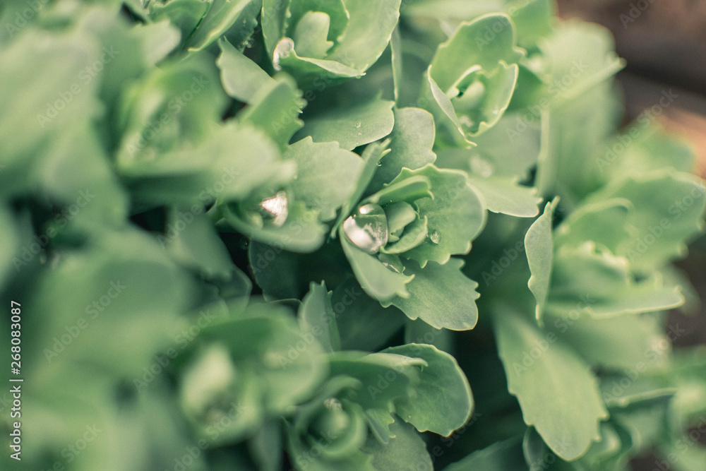 Sedum after spring rain. Water drops on a green plant. Green background Sedum after spring rain. Water drops on a green plant. Green background
