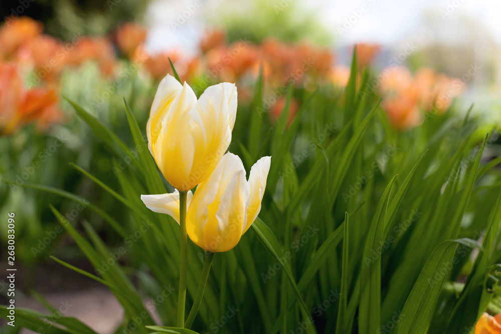 Fototapeta premium Spring tulips in the park