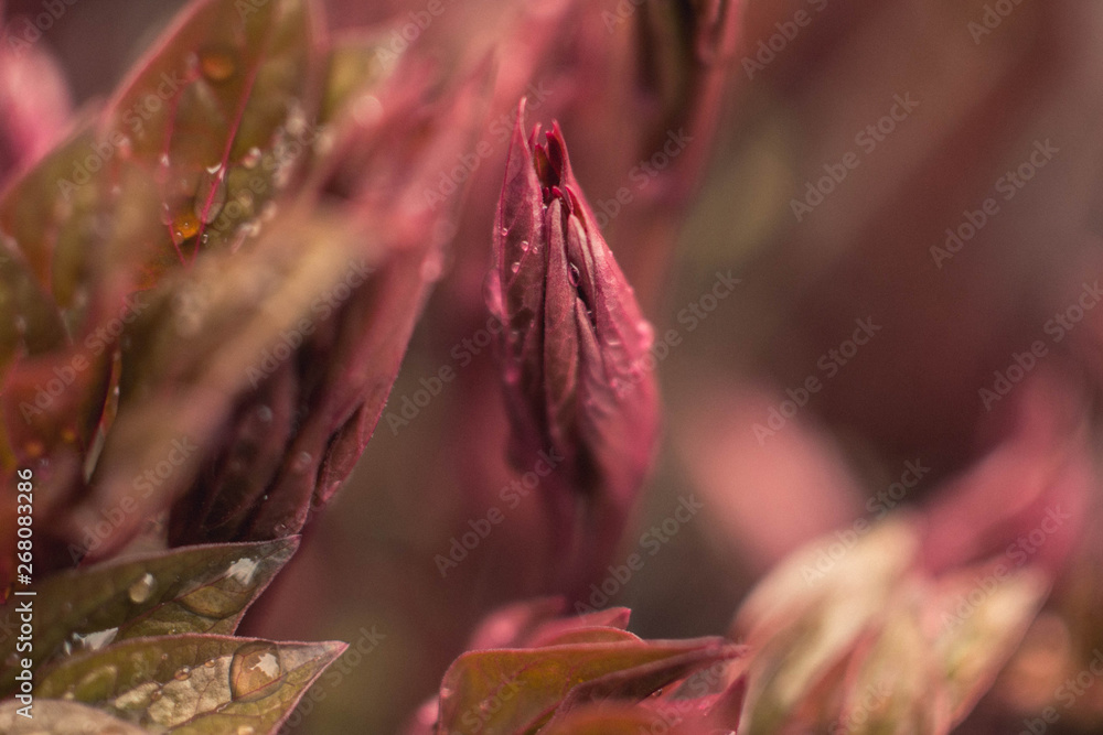 Fototapeta premium A small bush of peonies. Young flowers only sprouted in spring. Burgundy leaves. Macro shooting. Spring flowers in the rain with water droplets on the leaves