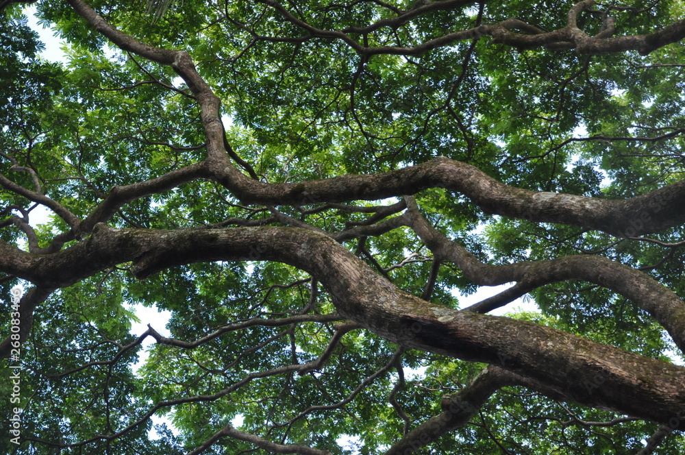 Canopy Branches Canopy Branches