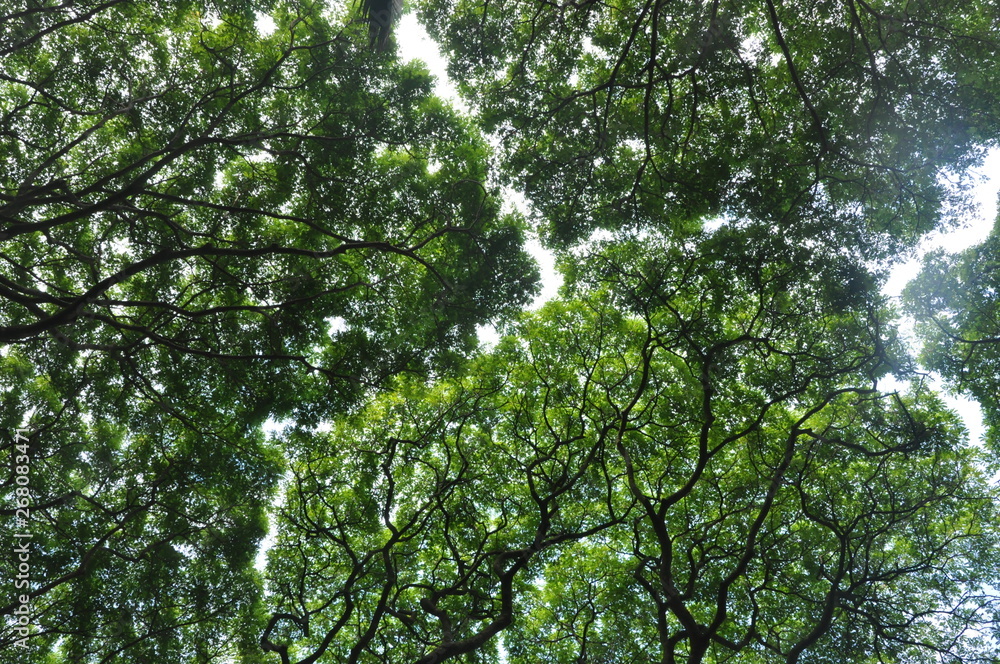 Fototapeta premium Canopy Maze