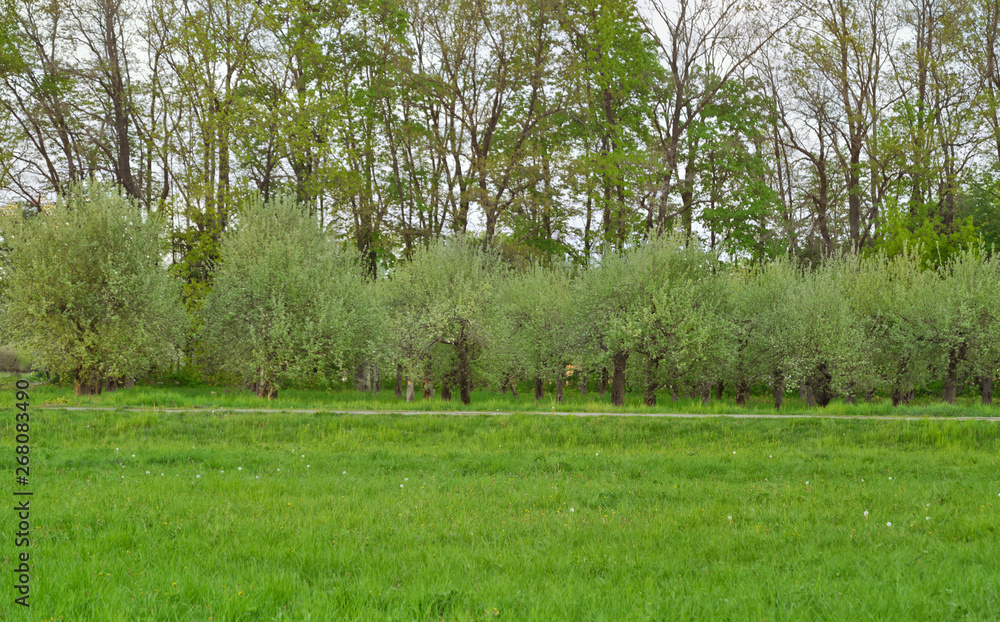 Uncut meadow and apple orchard in spring time. Spring or agriculture background. Uncut meadow and apple orchard in spring time. Spring or agriculture background.