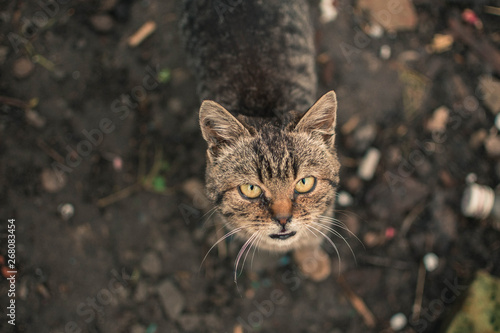 Cute stray cat looking into the camera. Beautiful pet with an unusual color