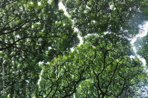 Canopy Maze