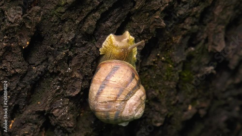 Land snail - Helix albescens. photo