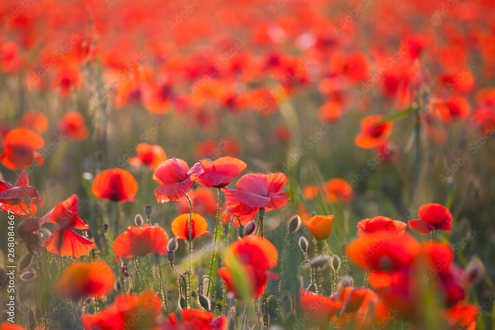 Obraz premium Żywe pole maku