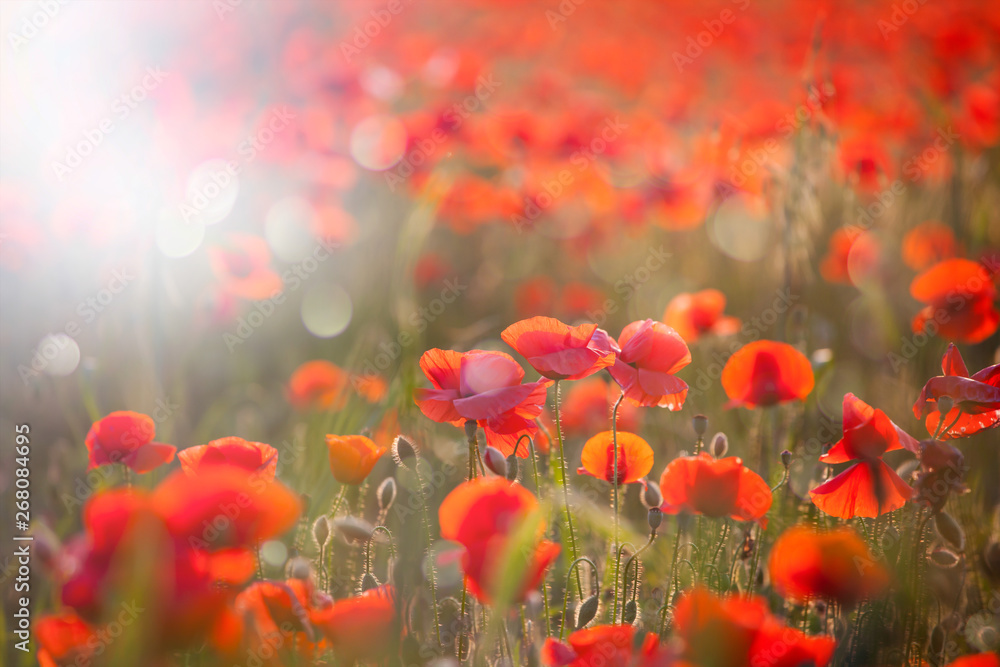 Obraz premium Poppy field