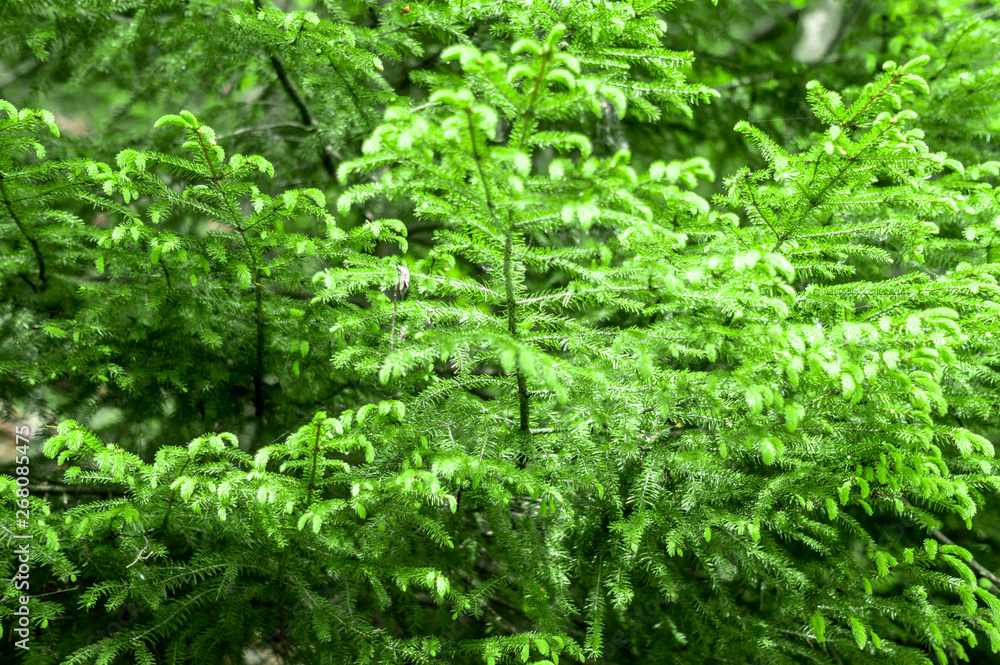grüner kleiner Tannenbaum