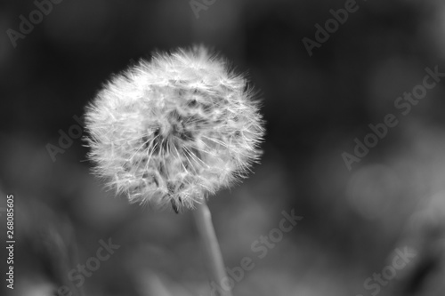 Wallpaper Mural Gewöhnlicher Löwenzahn oder auch Pusteblume Torontodigital.ca