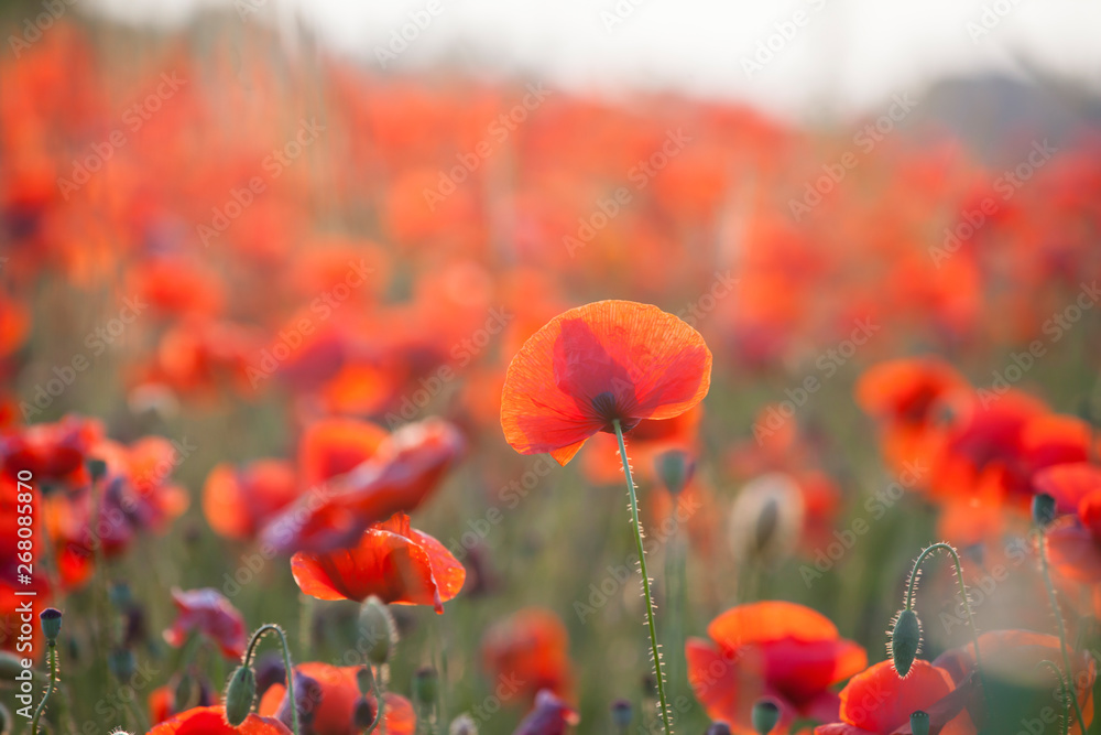 Obraz premium Żywe pole maku