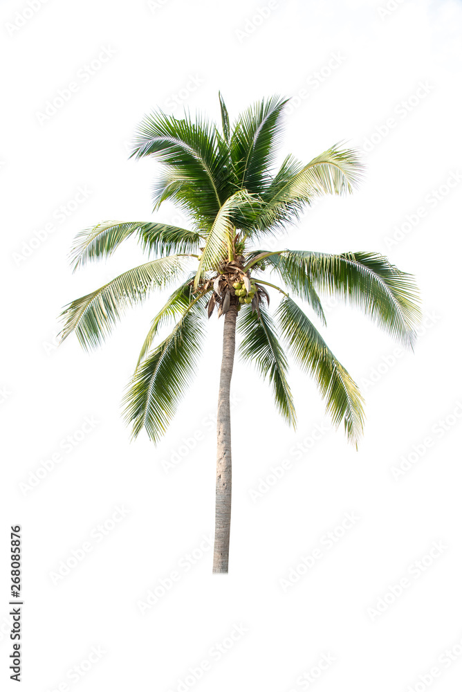 Obraz premium Coconut tree on white background 