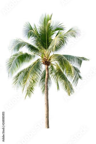 Coconut tree on white background  © kittiyaporn1027