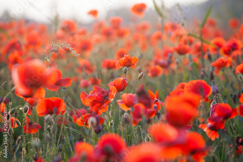 Vivid poppy field