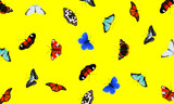 Pattern / Background Butterfly