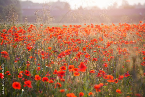 Poppy field