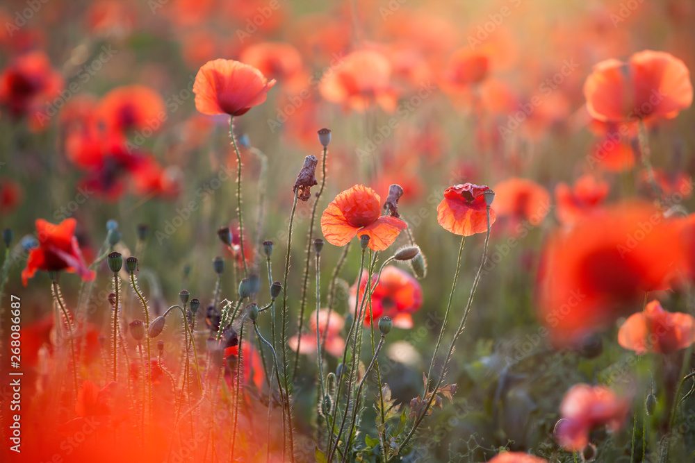 Obraz premium Pole maków