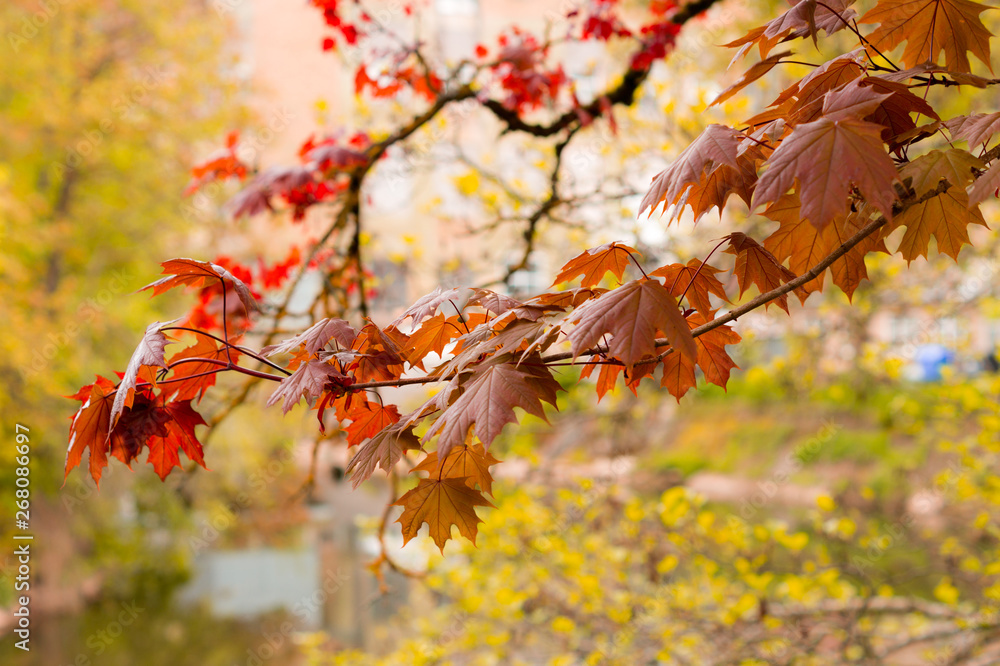 rote Ahornblätter Ast in Herbst Landschaft auf Baum rote Ahornblätter Ast in Herbst Landschaft auf Baum