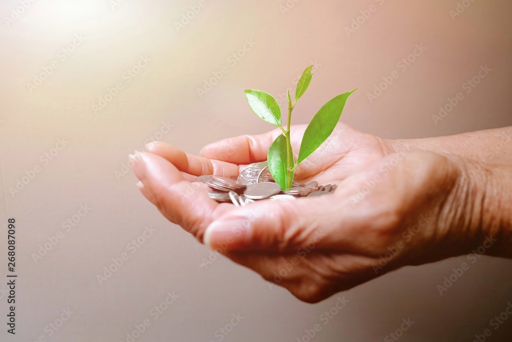 A hand hold little tree growing on money Money growing and saving with a hand holding coin A hand hold little tree growing on money Money growing and saving with a hand holding coin