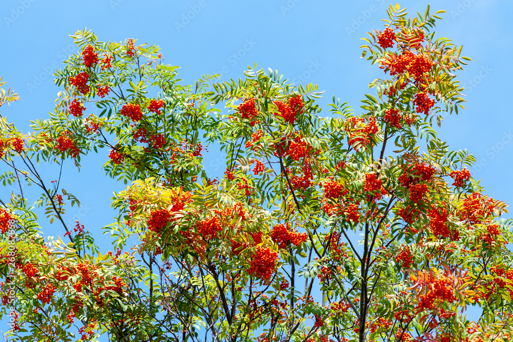Rowan Bush with ripe red berries Rowan Bush with ripe red berries