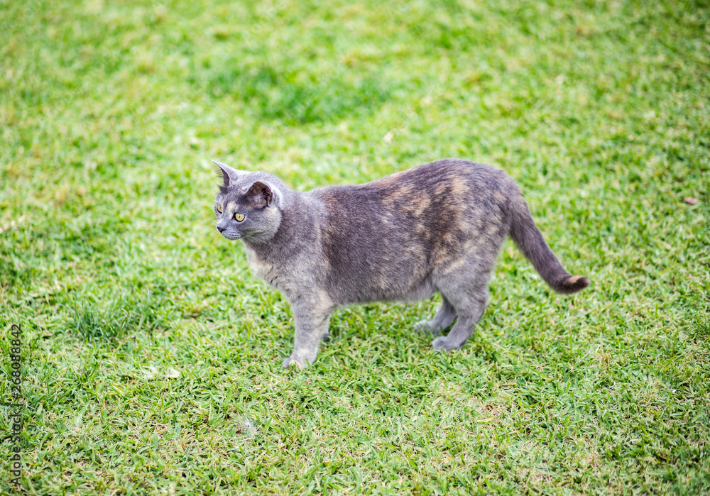 Obraz premium Gato gris en el parque
