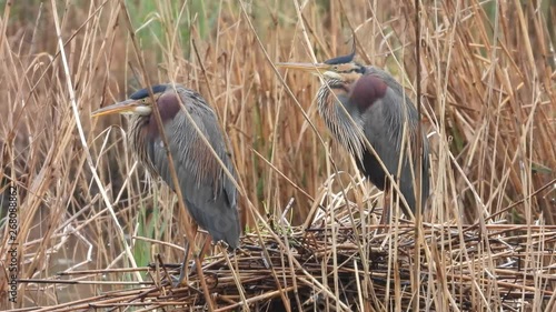 Purpurreiher am Nest photo