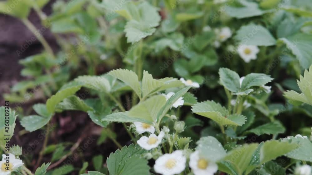 The first small white strawberry flowers in the garden. Bush blooming strawberry close up view The first small white strawberry flowers in the garden. Bush blooming strawberry close up view
