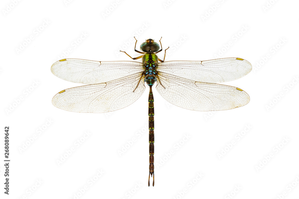 Image of dragonfly on a white background. Transparent wings insect. Insect. Animal. Image of dragonfly on a white background. Transparent wings insect. Insect. Animal.