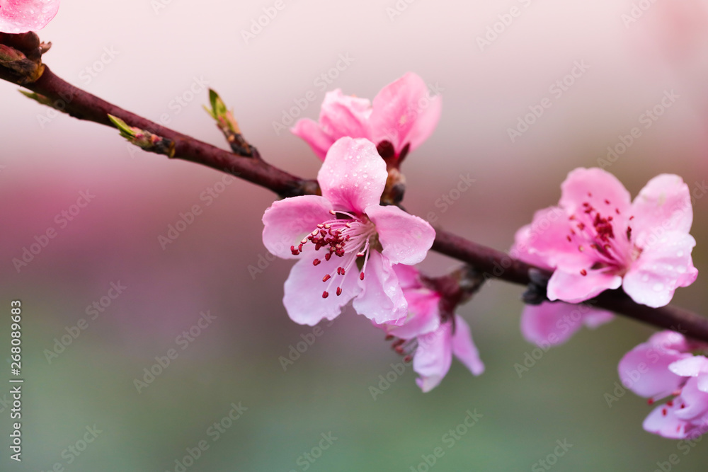 Obraz premium Pink peach flowers begin blooming in the garden. Beautiful flowering branch of peach on blurred garden background. Close-up, spring theme of nature. Selective focus