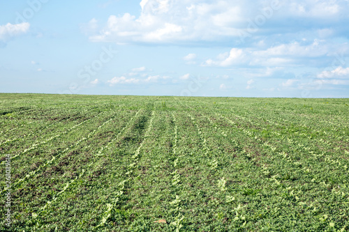 green field of rows of young sunflower sprouts