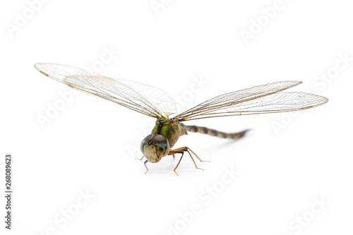 Image of dragonfly on a white background. Transparent wings insect. Insect. Animal.