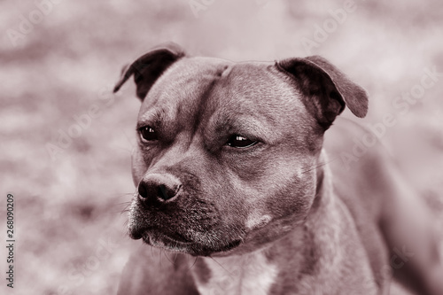 Beautiful dog of Staffordshire Bull Terrier breed, ginger color with melancholy look. Monochrome close up portrait. Outdoors, copy space.