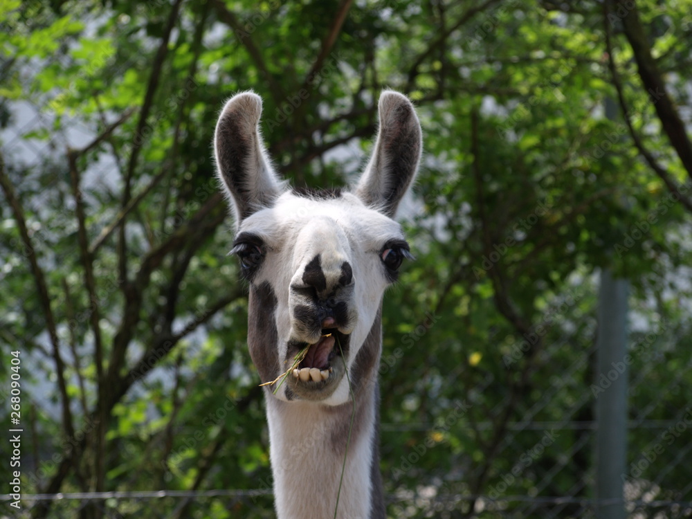 Obraz premium OLYMPUS DIGITAL CAMERA