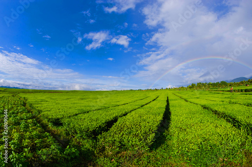 tea plantation kayuaro kerinci indonesian