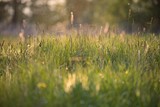 Wiosenna łąka pod światło z trawami, pajęczynami, słonecznymi blikami i kroplami rosy