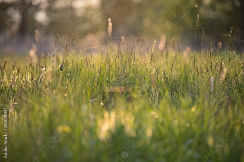 Wiosenna łąka pod światło z trawami, pajęczynami, słonecznymi blikami i kroplami rosy