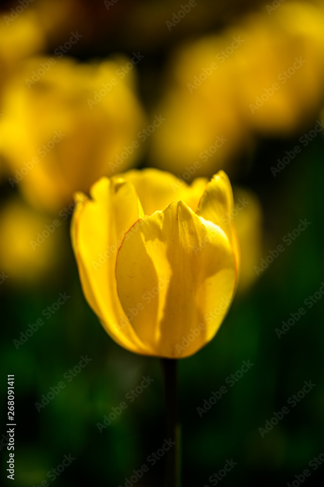 ulips in bloom ulips in bloom