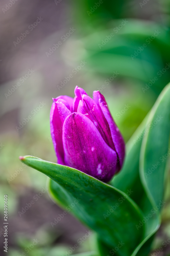 ulips in bloom