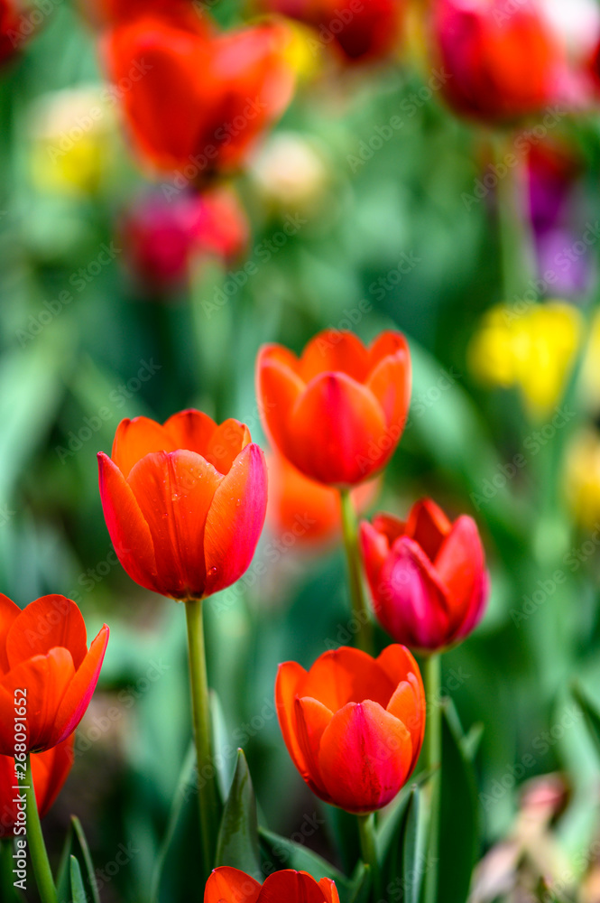 ulips in bloom