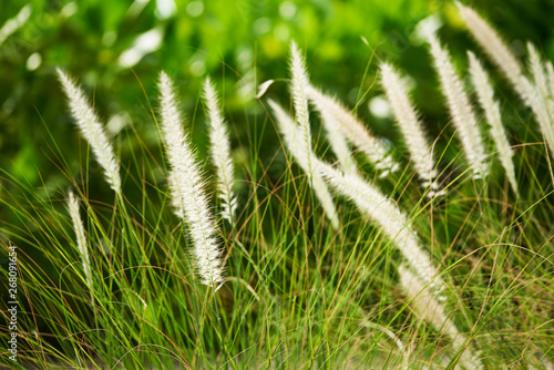 Beautiful pattern of mission grasses photo